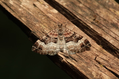 Xanthorhoe biriviata