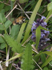 Hemaris tityus