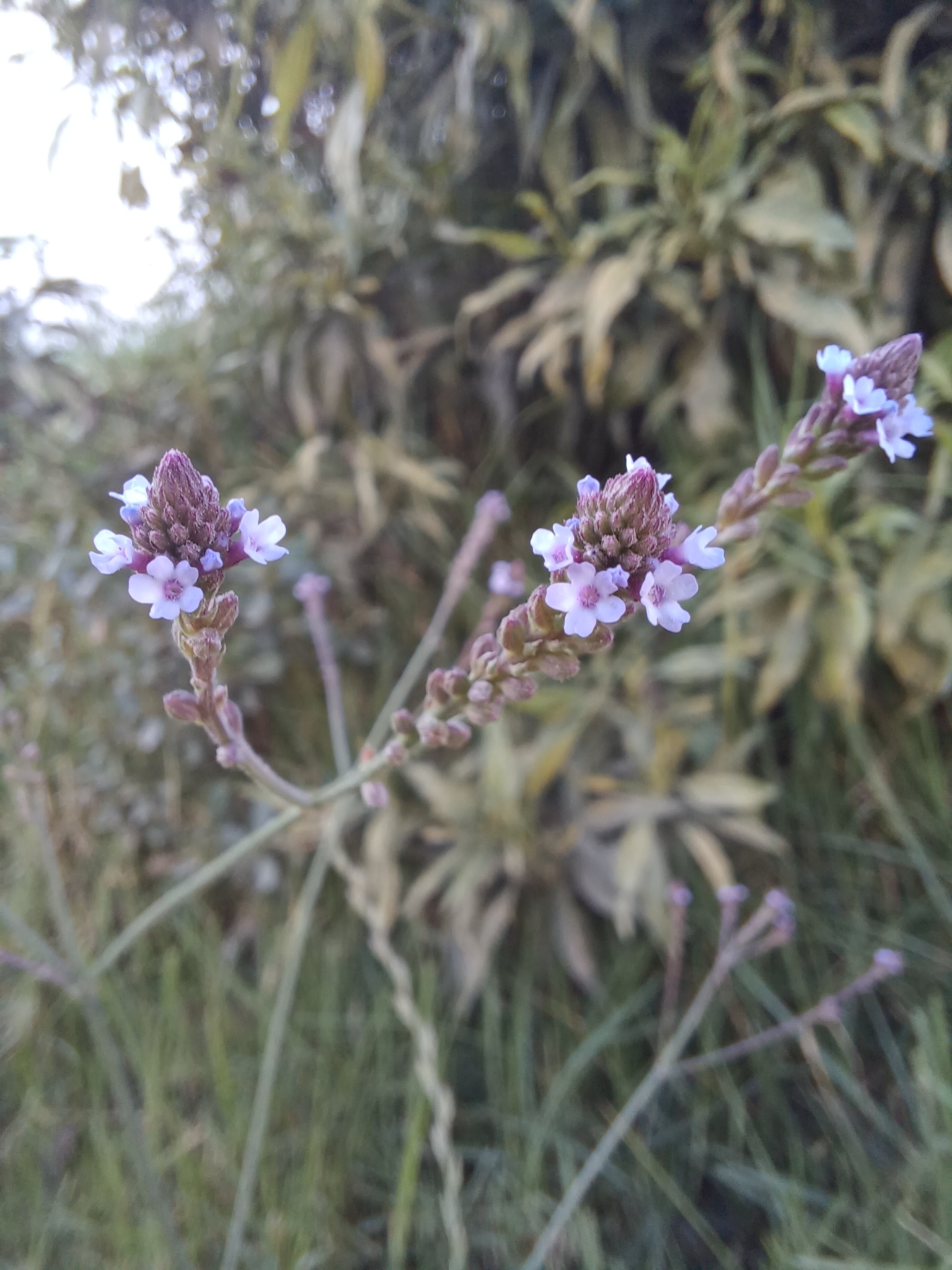 Imagem de Gervão-roxo
