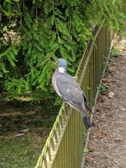 Columba palumbus