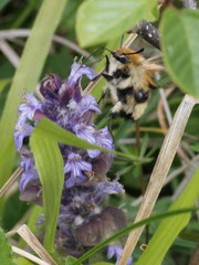 Hemaris tityus