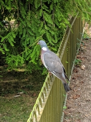Columba palumbus