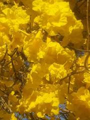 Handroanthus serratifolius