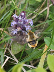 Hemaris tityus