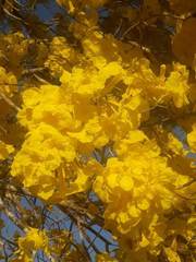 Handroanthus serratifolius