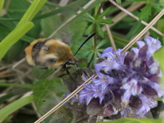 Hemaris tityus