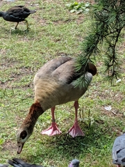 Alopochen aegyptiaca