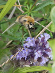 Hemaris tityus