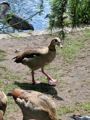 Alopochen aegyptiaca