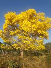 Handroanthus serratifolius