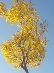 Handroanthus serratifolius