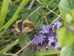 Hemaris tityus
