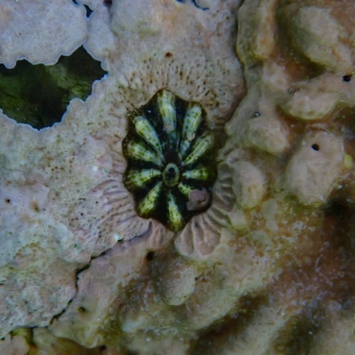 Lottia pediculus