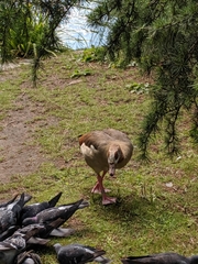 Alopochen aegyptiaca