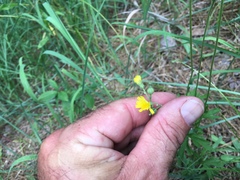 Pilosella piloselloides piloselloides