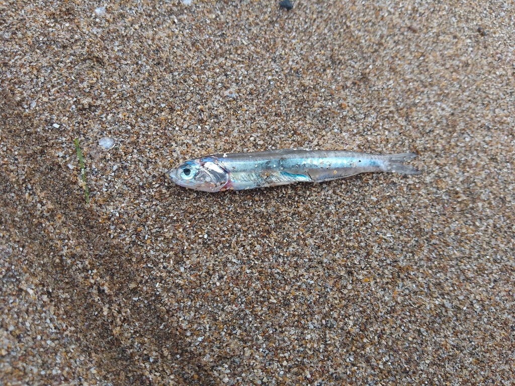 Argentine anchoita (Engraulis anchoita) — Engraulidae