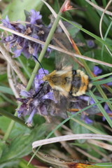 Hemaris tityus