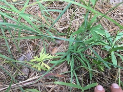 Pilosella piloselloides piloselloides