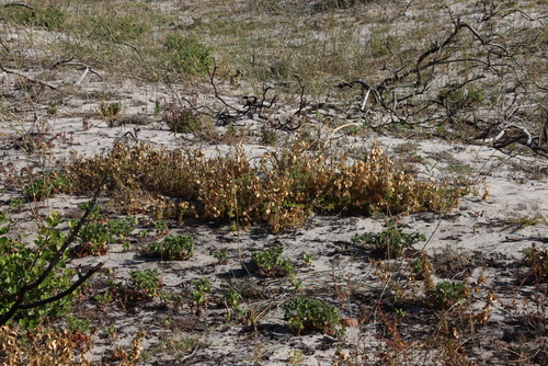 Image of Tetragonia fruticosa by (c) Tony Rebelo, some rights reserved (CC BY-SA)