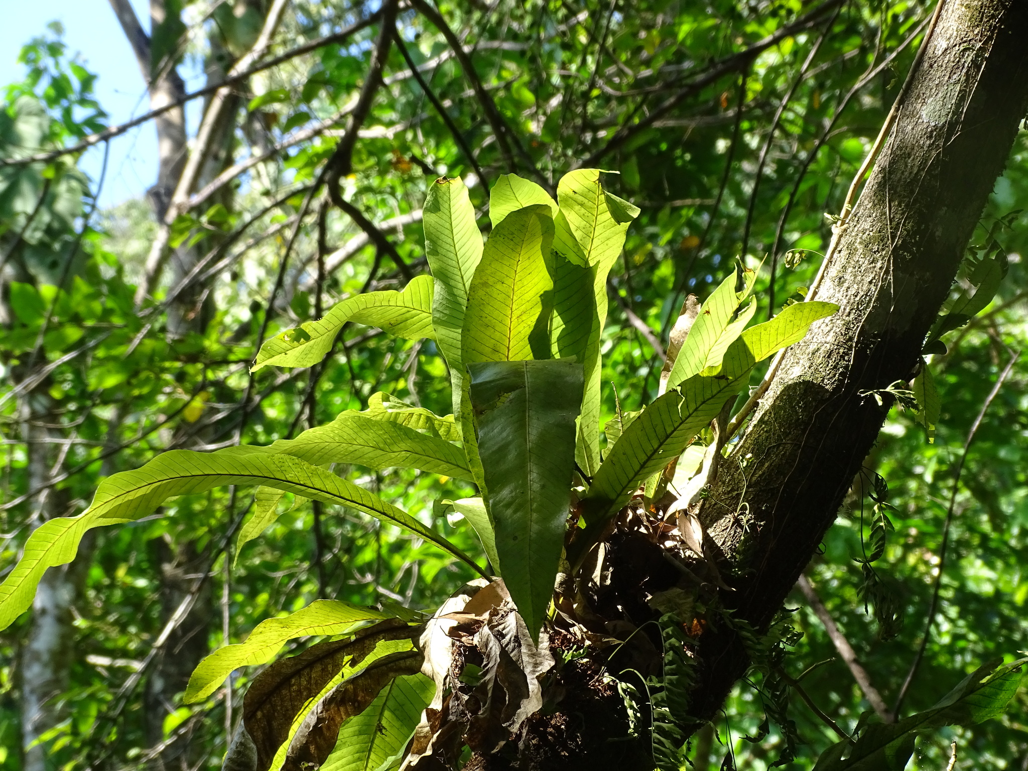 Imagem de Samambaia-açu