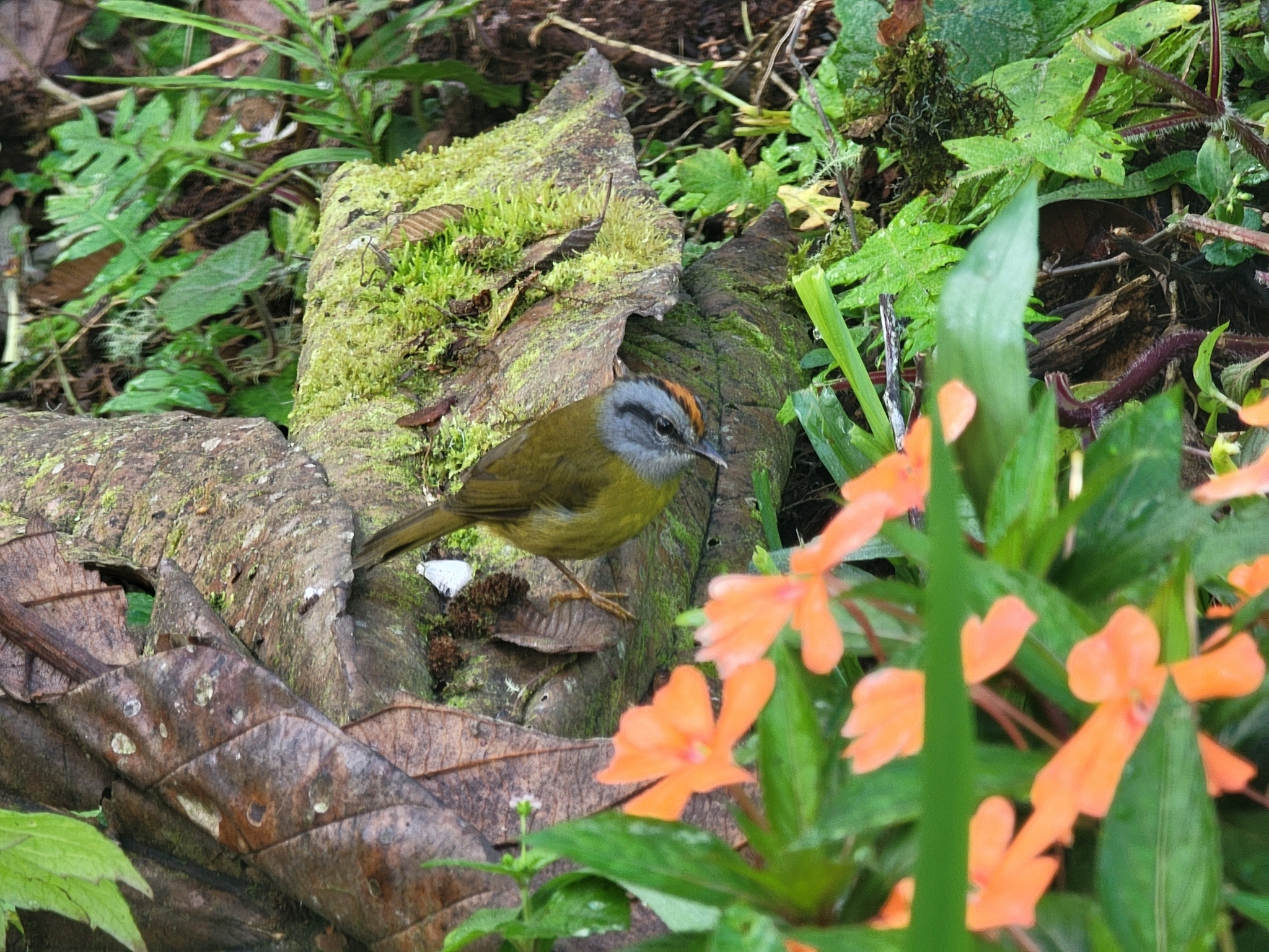 Russet-crowned Warbler (Myiothlypis coronata), photo 7