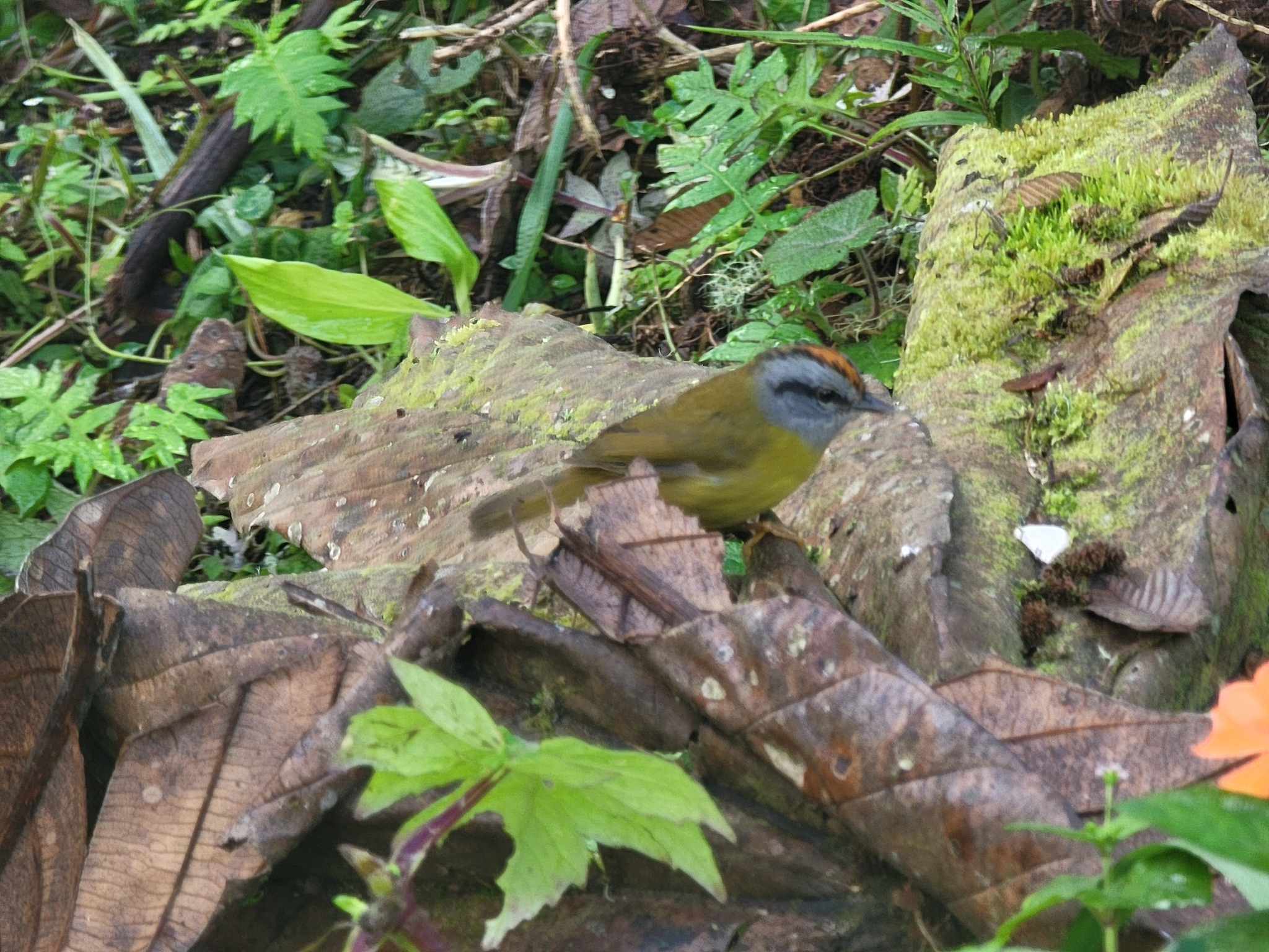 Russet-crowned Warbler (Myiothlypis coronata), photo 8