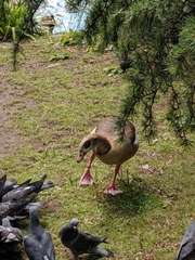 Alopochen aegyptiaca