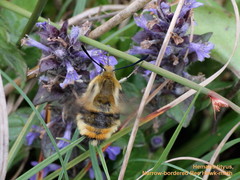 Hemaris tityus