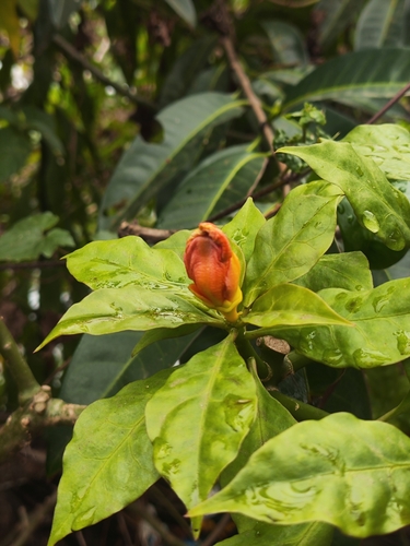 Foto de Rosa-de-pedra