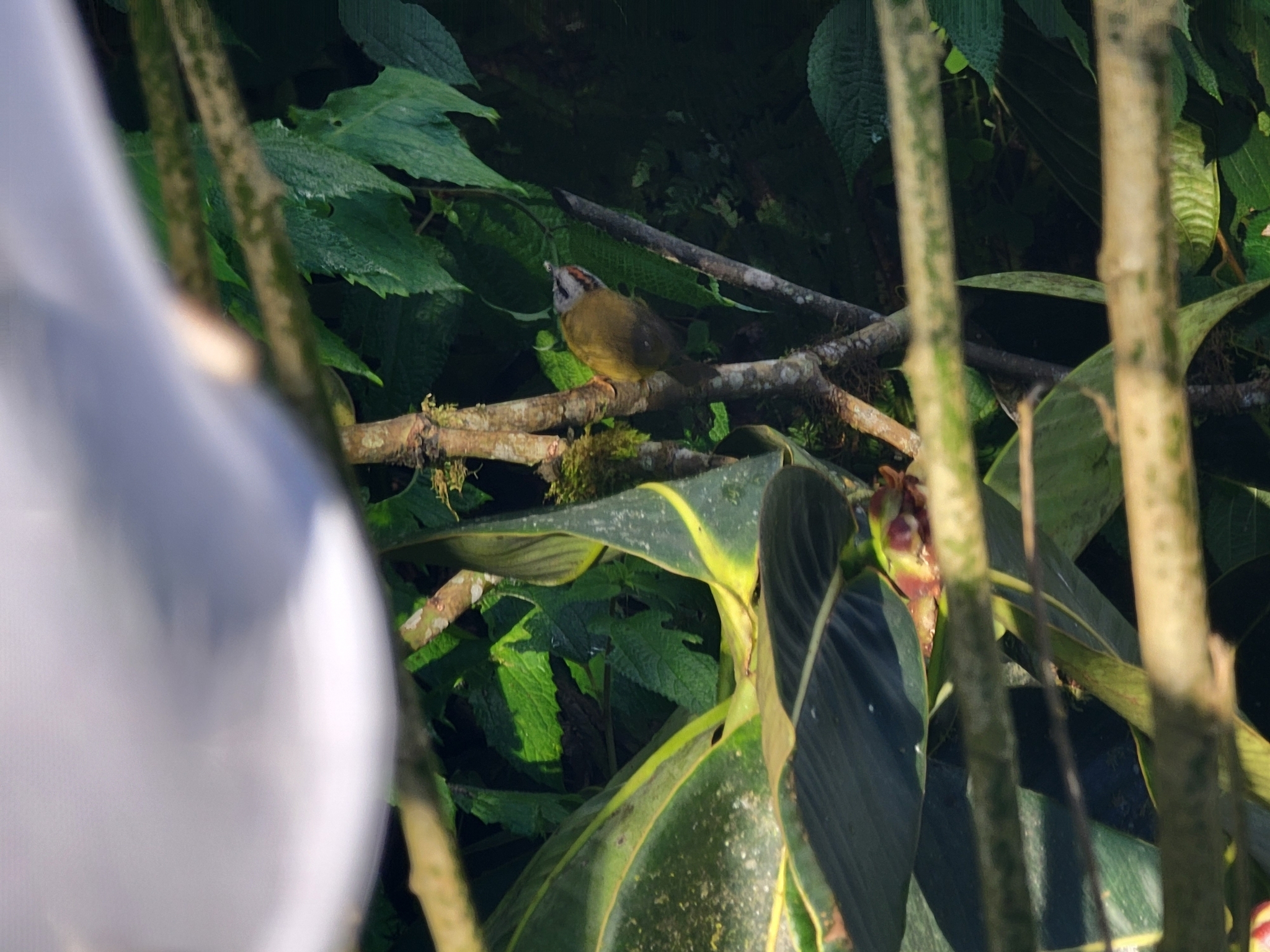 Russet-crowned Warbler (Myiothlypis coronata), photo 6