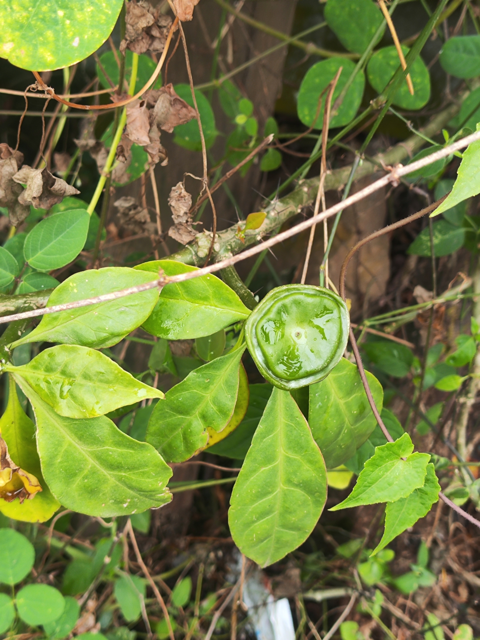 Imagem de Rosa-de-pedra