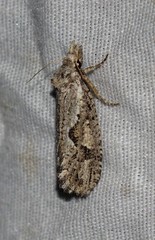 Acrolophus variabilis