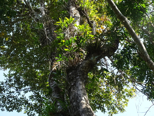 Foto de Orquídea-bambu