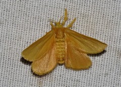 Dalcerides ingenita