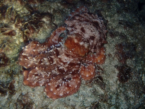 Photo of White-spotted octopus (Octopus macropus)