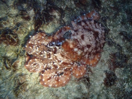 Photo of White-spotted octopus (Octopus macropus)
