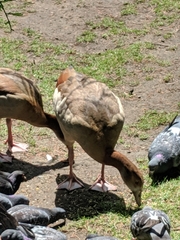 Alopochen aegyptiaca