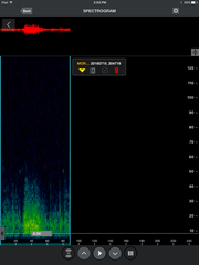 Mormoops megalophylla