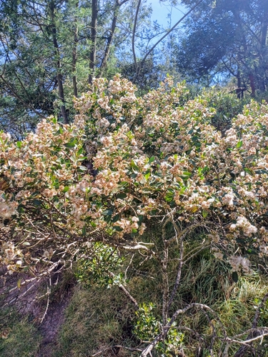 Baccharis macrantha, photograph 4