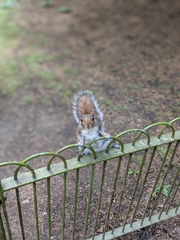 Sciurus carolinensis