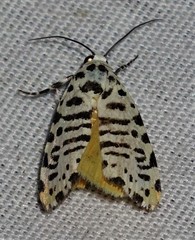 Tarache idella