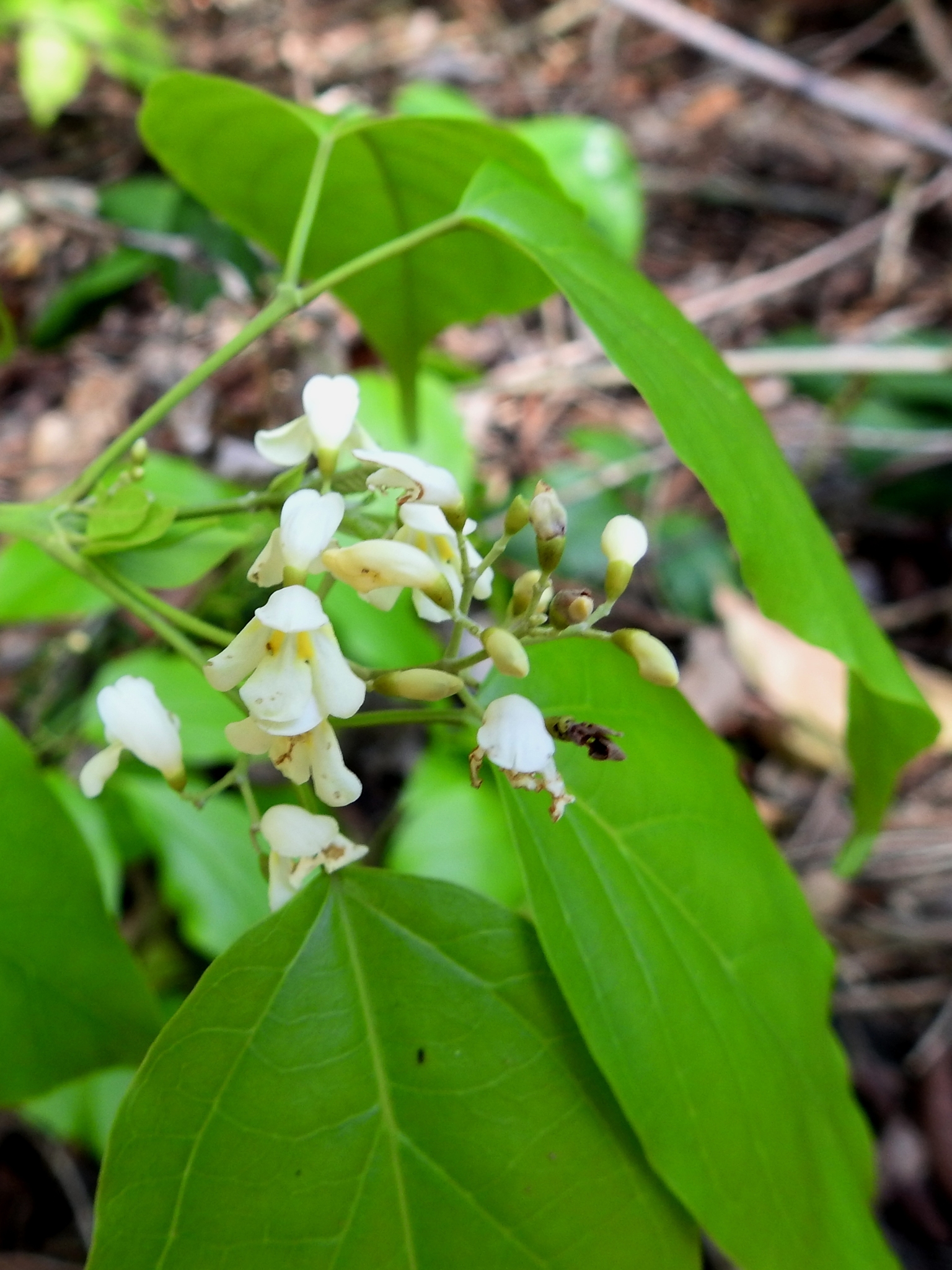 Tynanthus