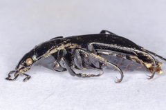 Carabus deyrolei