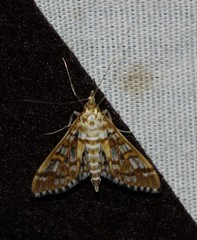 Epipagis fenestralis