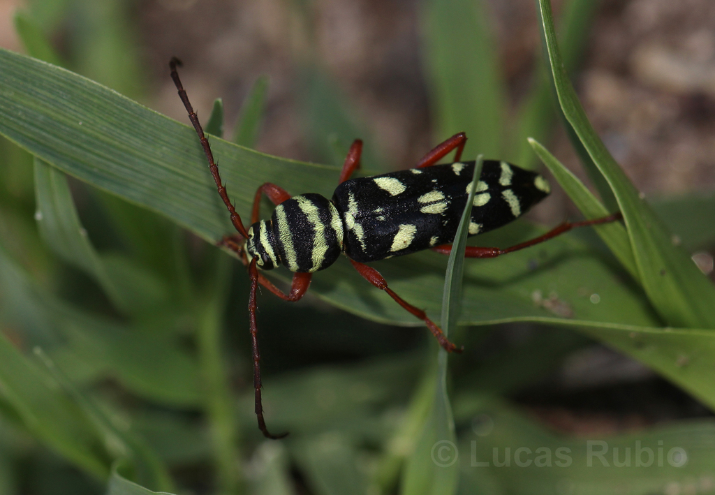 Megacyllene multiguttata