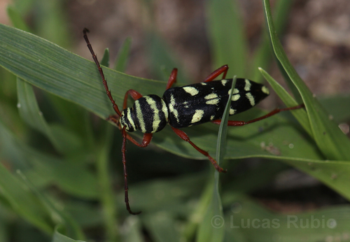 Megacyllene multiguttata
