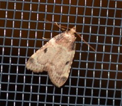 Aglossa costiferalis