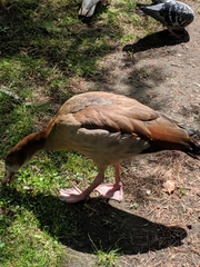 Alopochen aegyptiaca