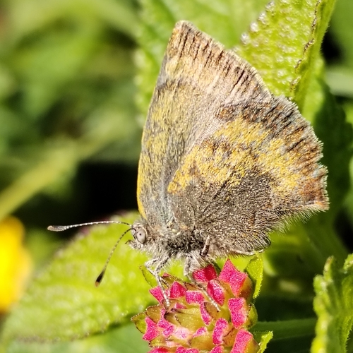Rhamma oxida