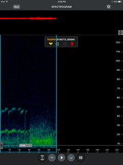 Tadarida brasiliensis